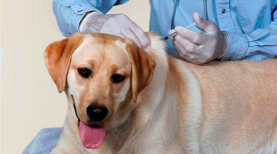vacinação cães genérico