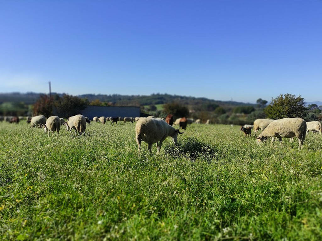 ovelhas no campo