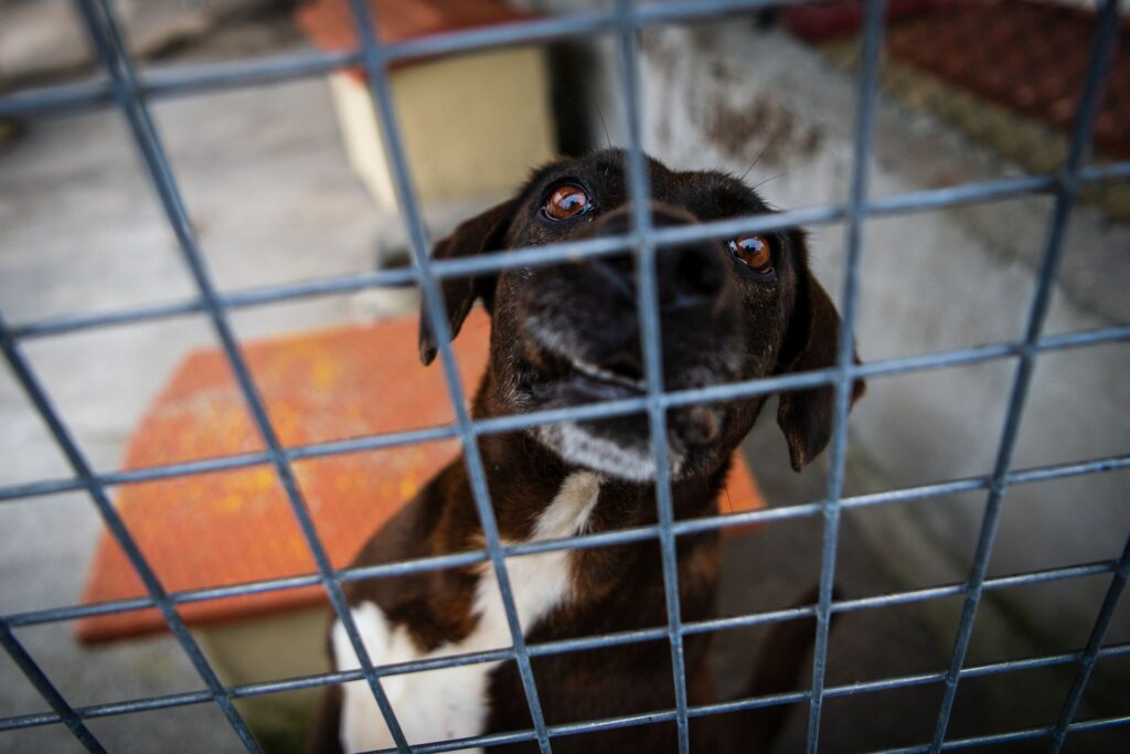  Autarquia de Tarouca apoia a esterilização de animais comparticipando as despesas