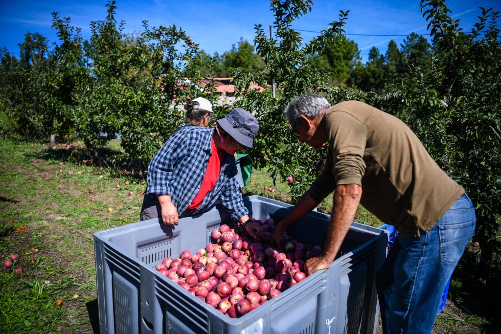  Maçã portuguesa com mais pesticidas? Produtores da região de Viseu dizem que é mentira