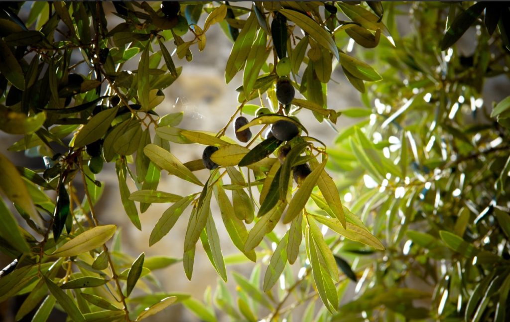  Associação de Produtores prevê mais azeite na Beira Interior este ano