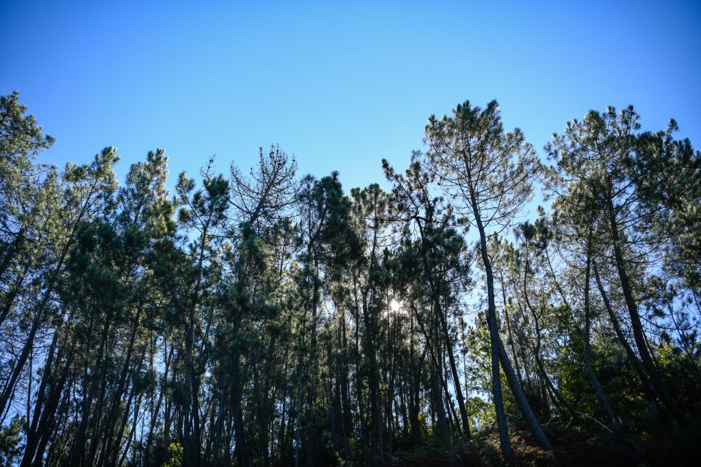  Moimenta da Beira: mil árvores vão ser plantadas na Floresta Planalto