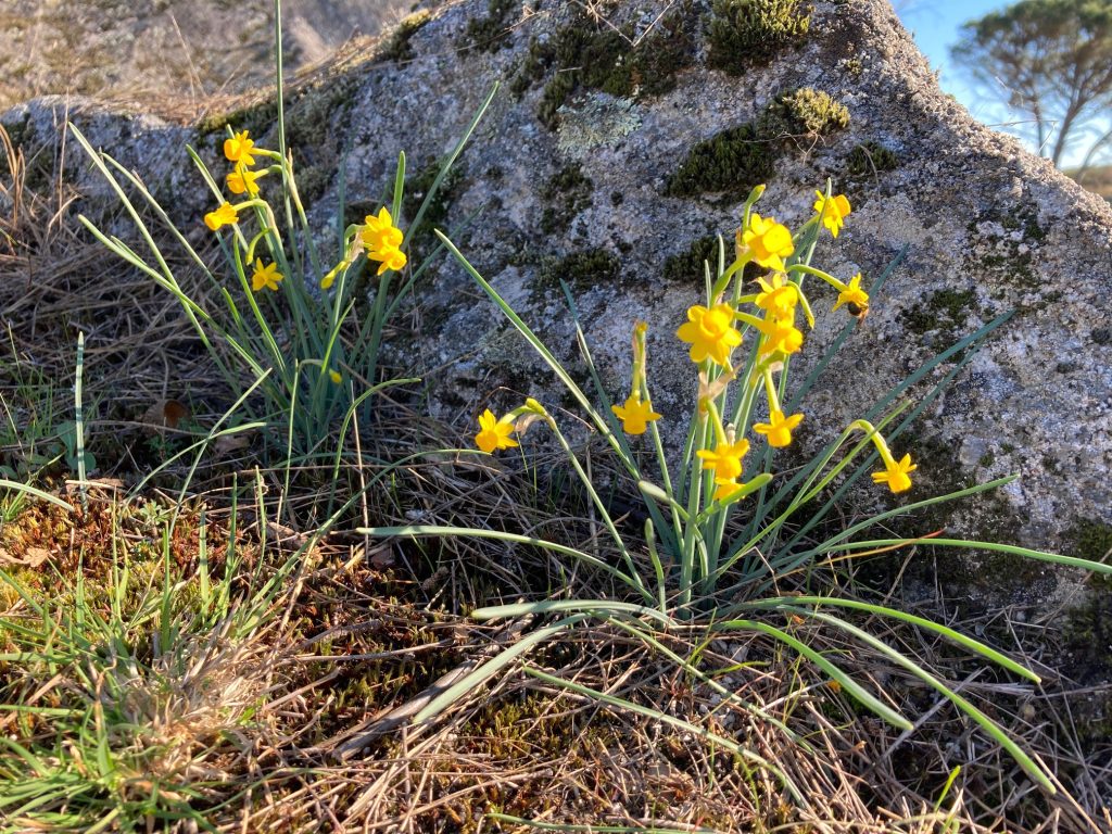  Espécie rara de narcisos a florir em terras de Carregal do Sal