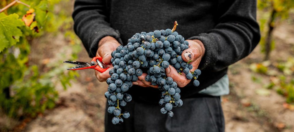  Empresa aposta em 'vinhos sem regras' para posicionar o Dão