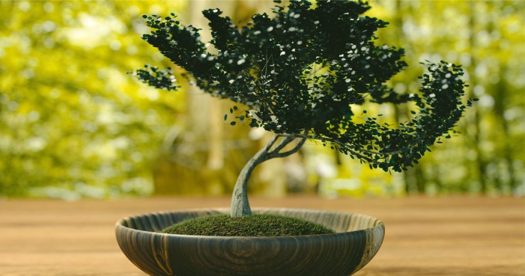  Sátão: Câmara organiza oficina sobre a arte do Bonsai