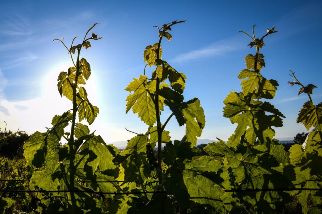  Granizo já afetou cerca de 2.200 hectares de vinha no Douro