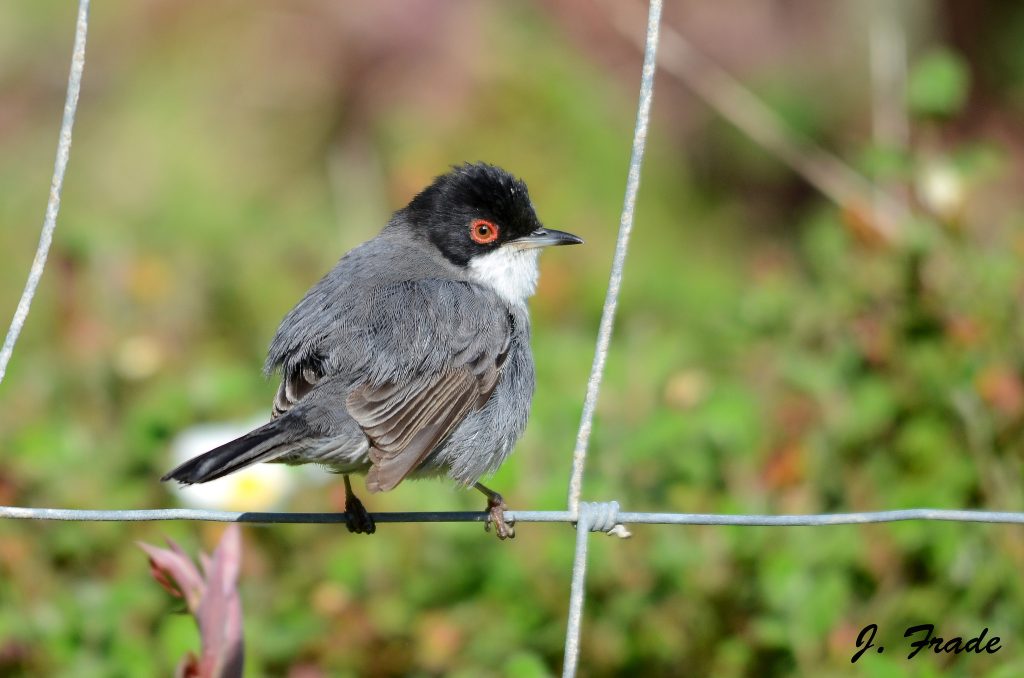  Olhe para cima! Há mais de 400 aves para descobrir em Portugal