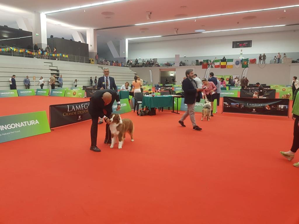  Cães desfilam em prova internacional no Multiusos de Lamego