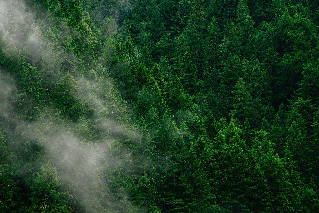  Vigilantes da natureza em greve por tempo indeterminado