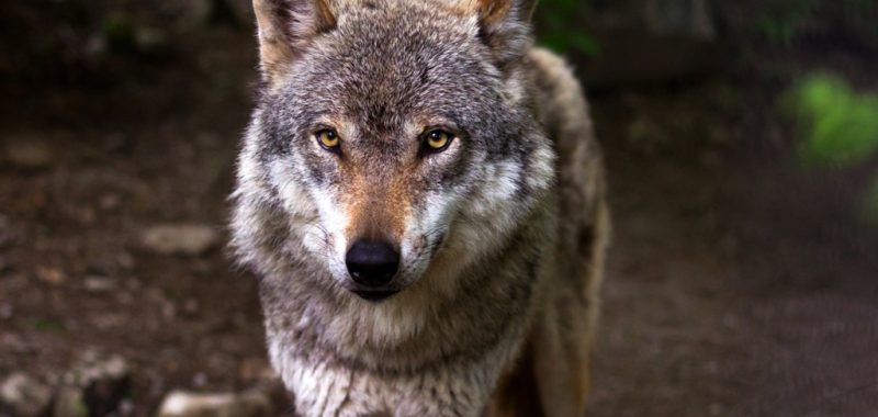  Sarau cultural sensibiliza para a extinção do lobo ibérico