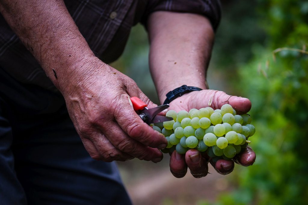  Viticultores do Douro reclamam medidas que travem o abandono da vinha