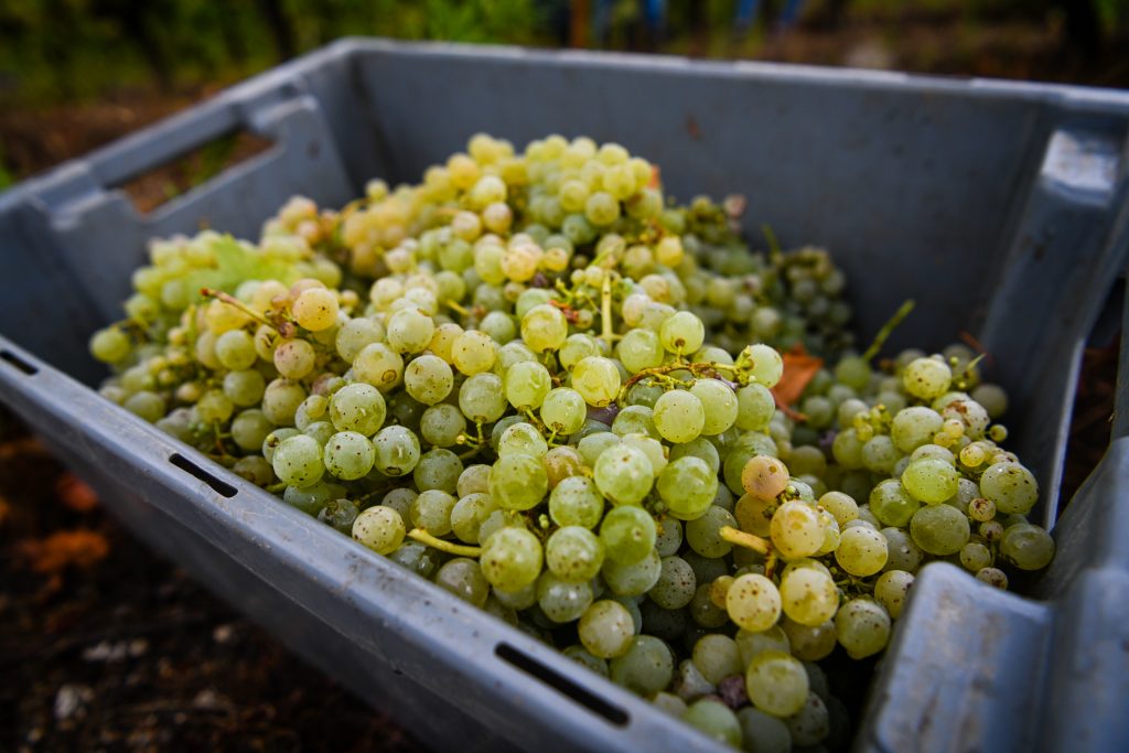  Produção de vinho no Douro poderá aumentar 10% nesta vindima