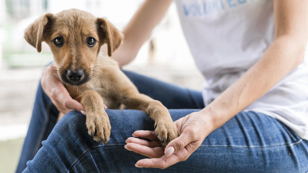  Campanha de adoção animal este sábado em Moimenta da Beira