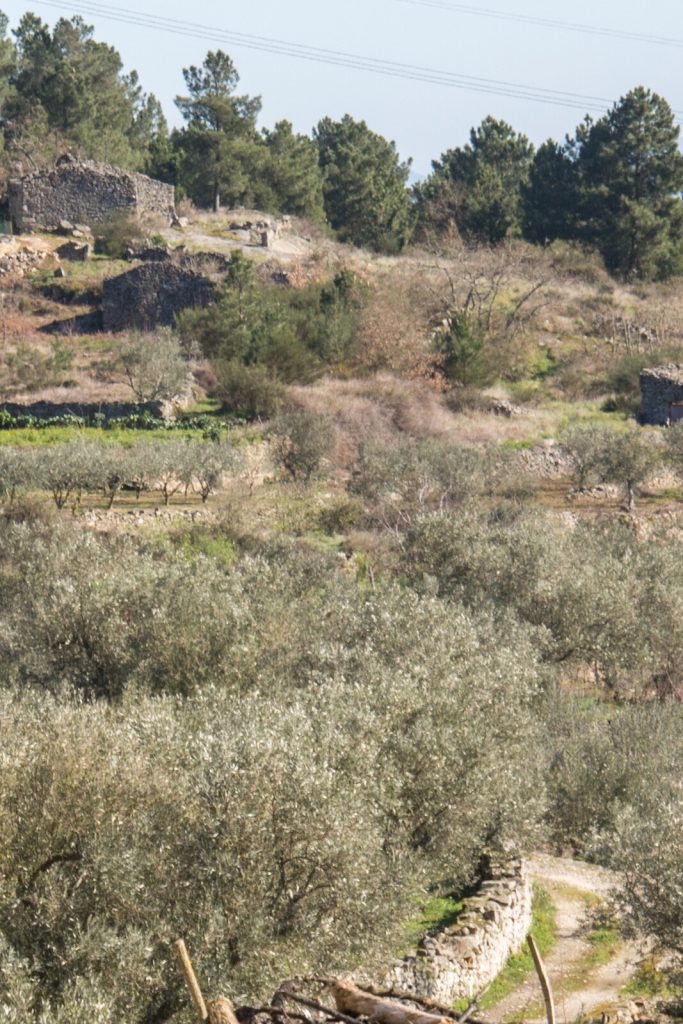  Campo de Treino de Caça criado em Armamar