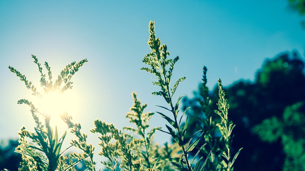  Sol regressa à região de Viseu que regista um aumento de temperaturas