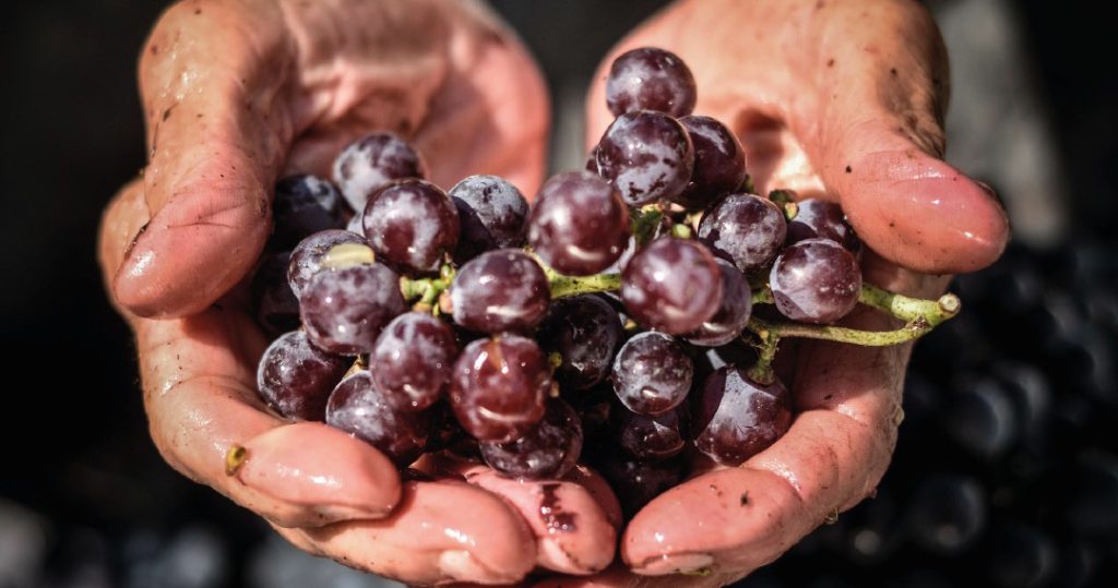  Prémio Vinha Douro atribuído a quintas de São João da Pesqueira e Lamego