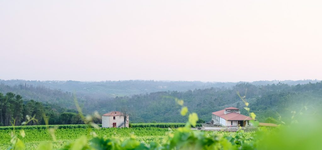  Produtores nacionais antecipam vinhos de qualidade