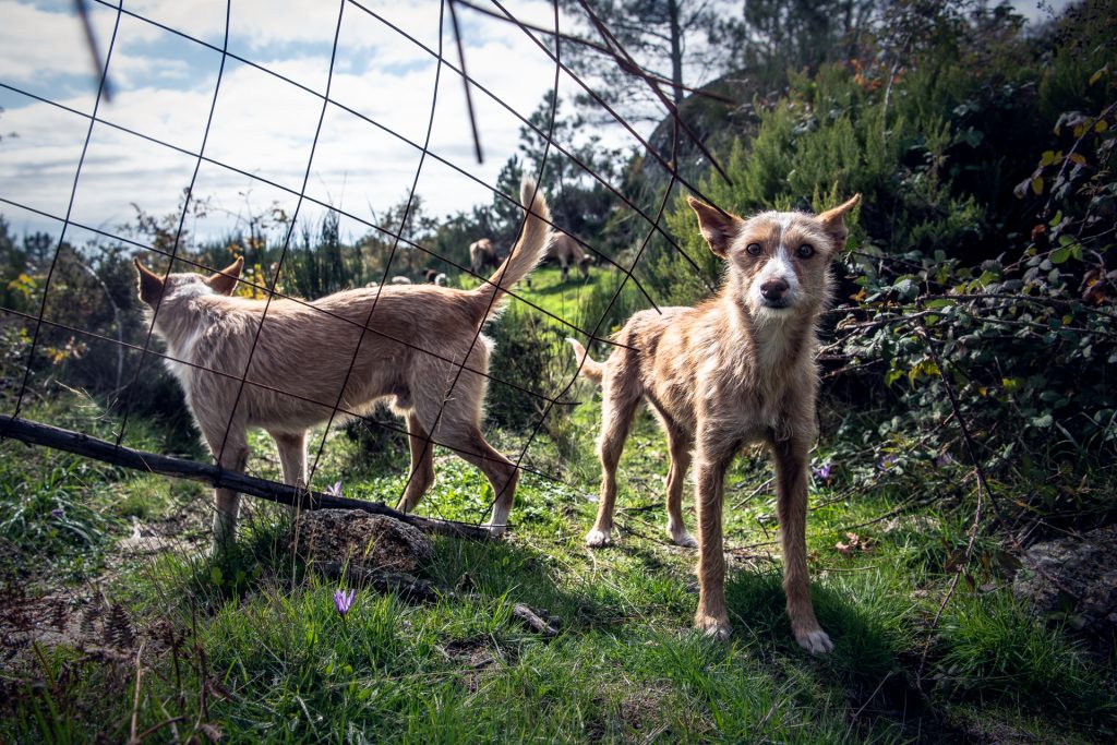  Mais de metade dos animais abandonados foram adoptados na região de Viseu