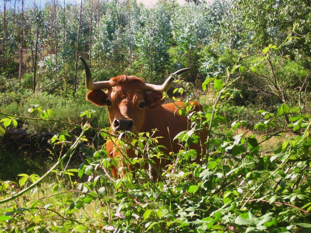  Criadores da raça arouquesa estão a abandonar a atividade, alerta associação