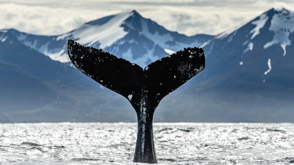  Fotógrafos nacionais e estrangeiros no Festival de Imagem de Natureza de Vouzela