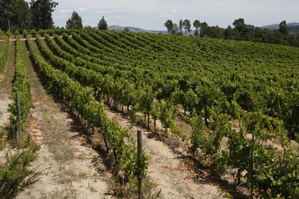  Casa da Ínsua conquista 18 medalhas em concursos de vinhos