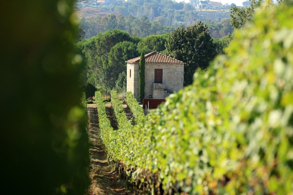  Região do Dão espera vinho em boa quantidade e qualidade