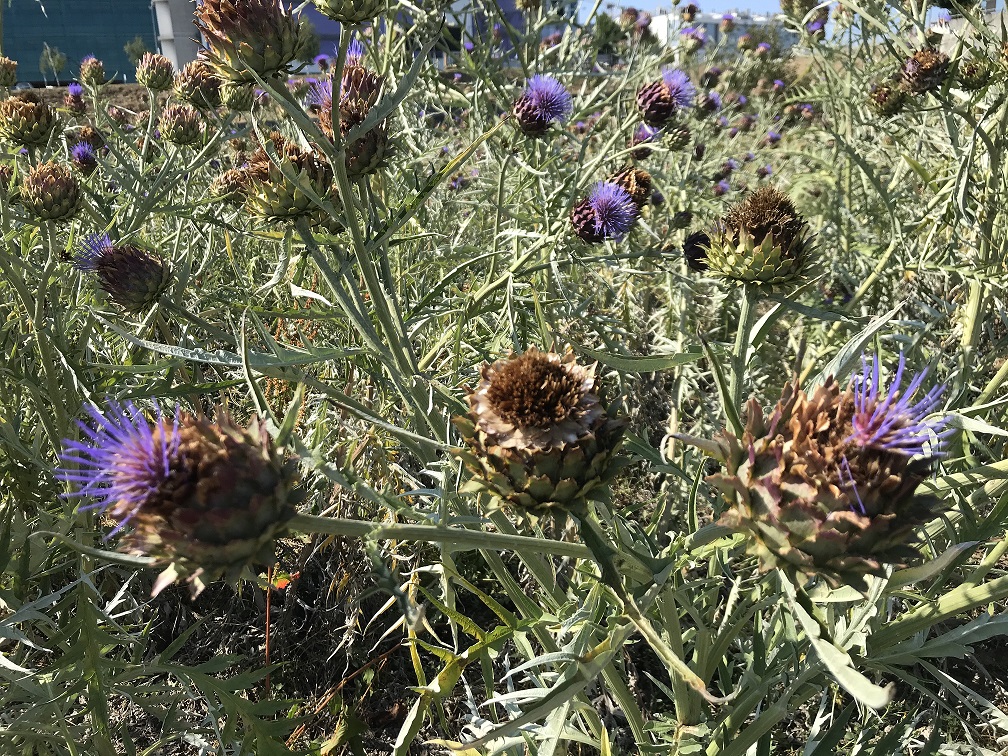  Cardo usado para o queijo Serra da Estrela pode ser utilizado para outros fins