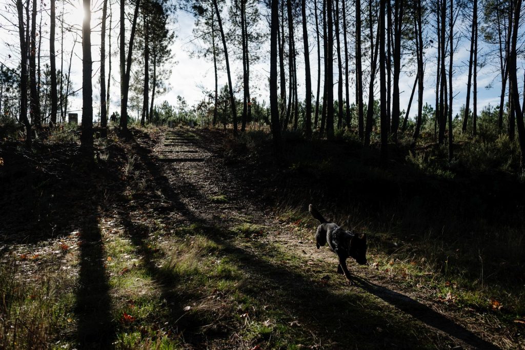  Viseu foi o distrito com mais acidentes provocados por animais em 2020