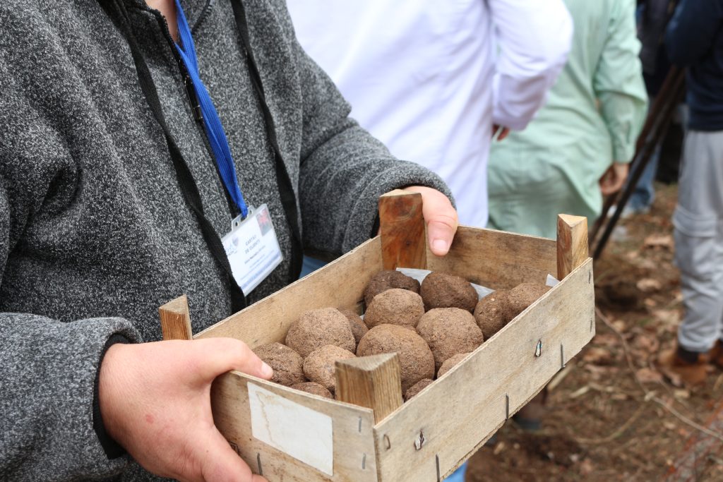  APPACDM vai lançar sementes na Serra do Crasto, em Viseu