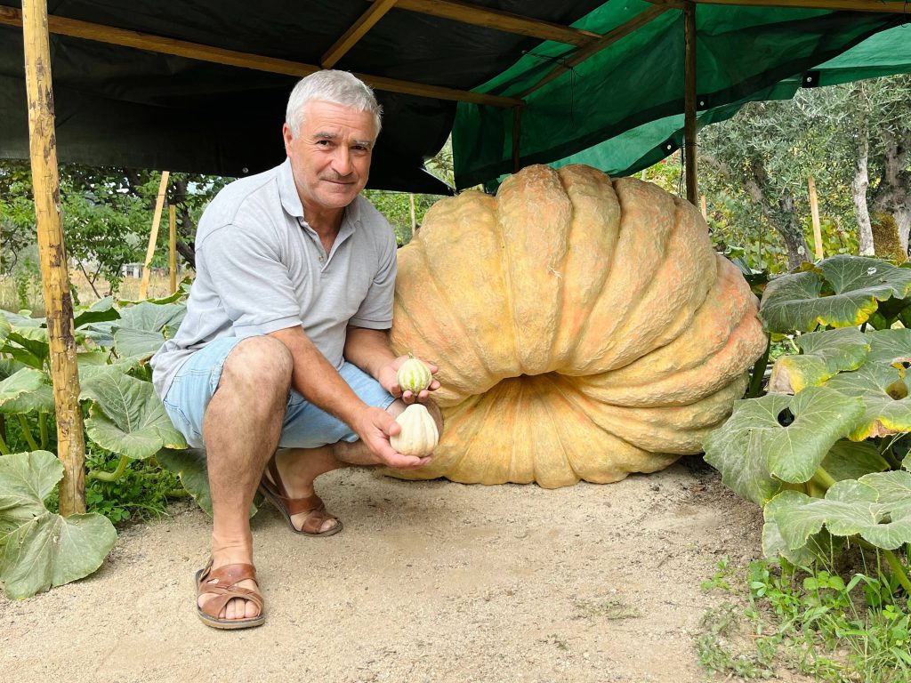  Abóbora com mais de 400kg é uma das concorrentes (de peso) do Festival da Abóbora de Real