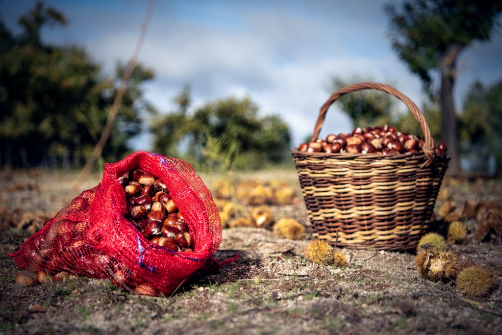  Mercadinho da Aldeia, em Avões (Lamego), dedicado à castanha