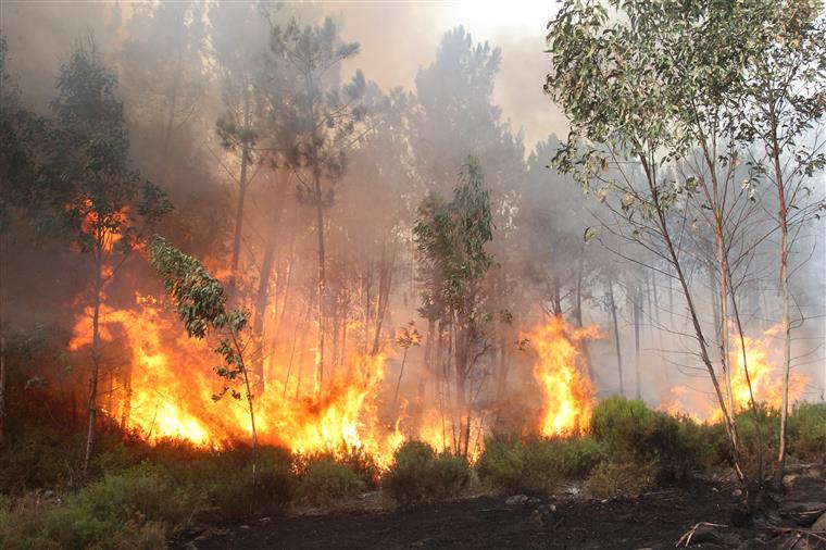  Queimas e queimadas provocam incêndios fora de época