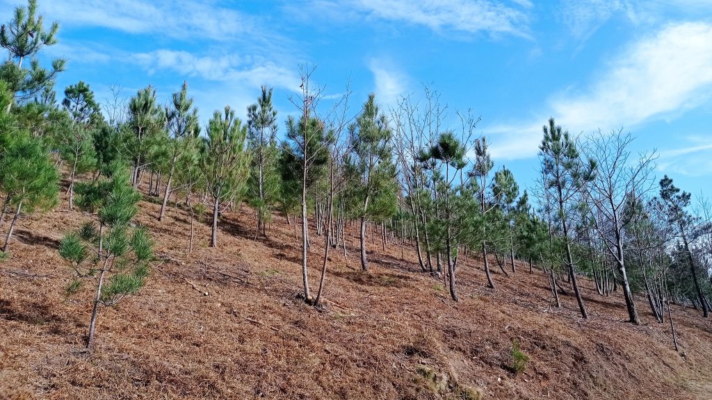  Lamego: município limpa terrenos onde há risco de incêndio