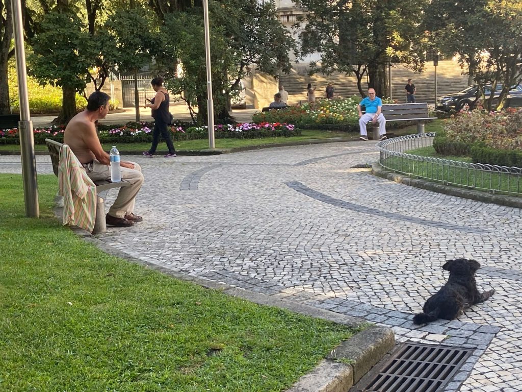  Temperaturas na região de Viseu chegam aos 41 graus esta quarta-feira