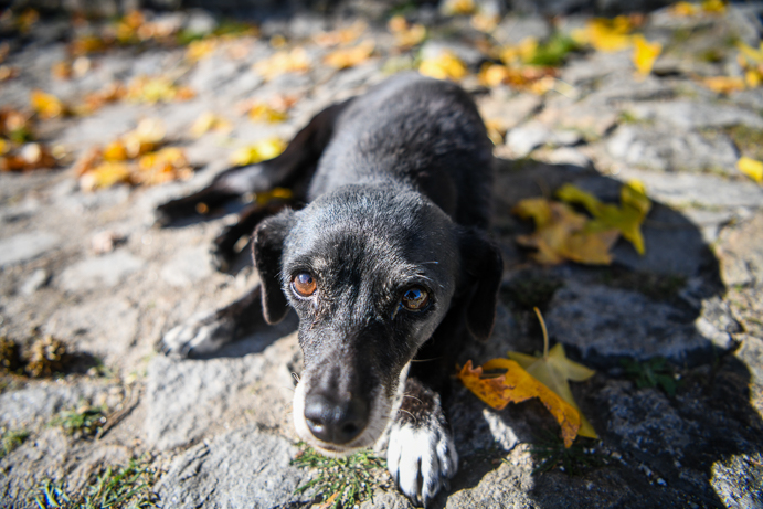  Moimenta da Beira: continua campanha de esterilização de animais