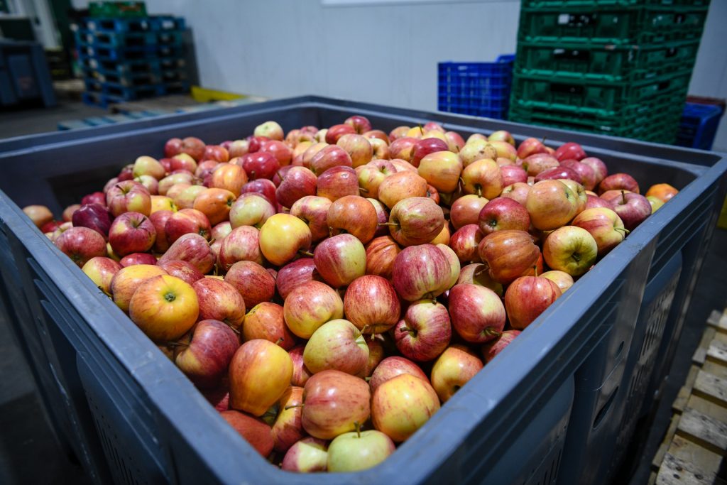  Especialistas debatem em Moimenta da Beira inovações na área da fruta