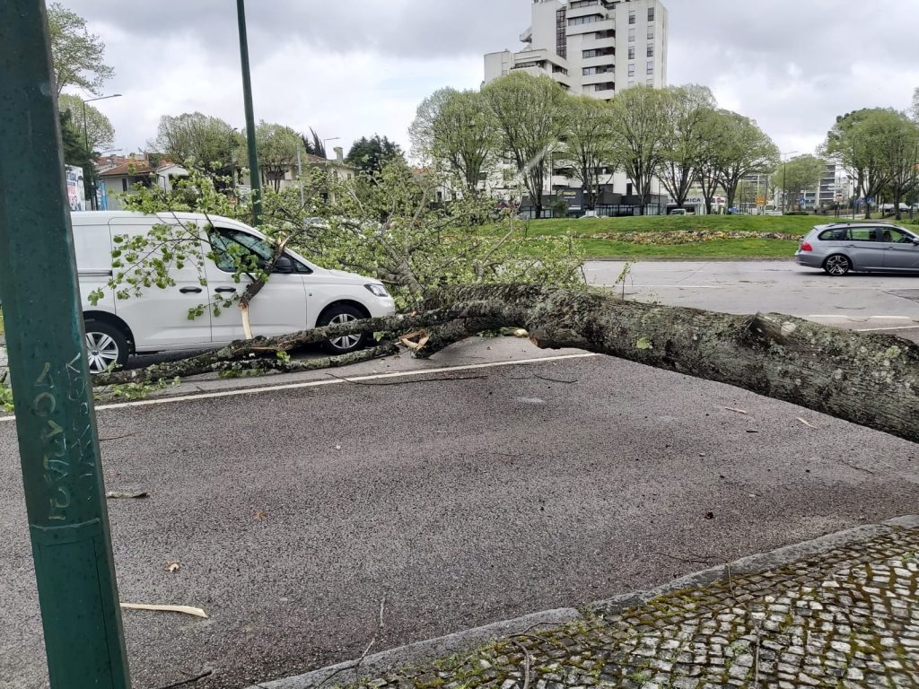  Vento forte derruba mais de 30 árvores no distrito de Viseu