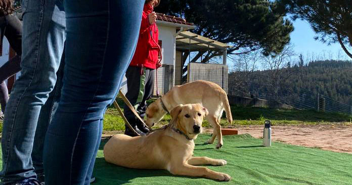  Em 22 anos, Escola de Mortágua atinge a marca de entregar 250 cães-guia