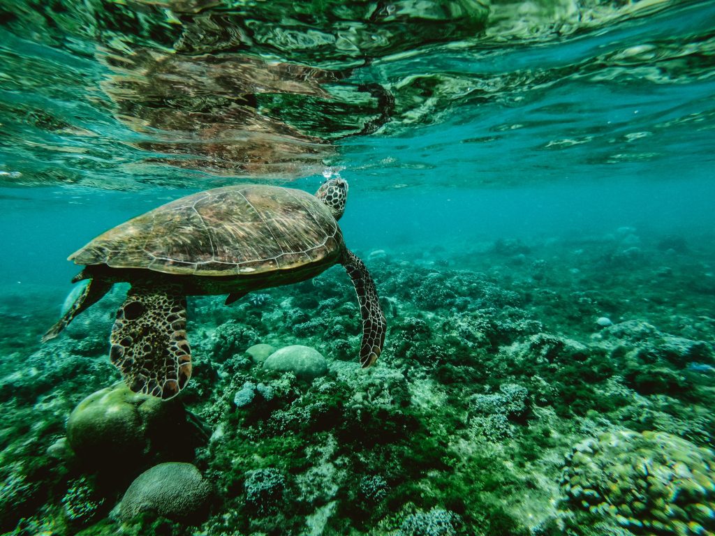  Discovery cria o site mais profundo do Mundo para alertar para a poluição nos oceanos