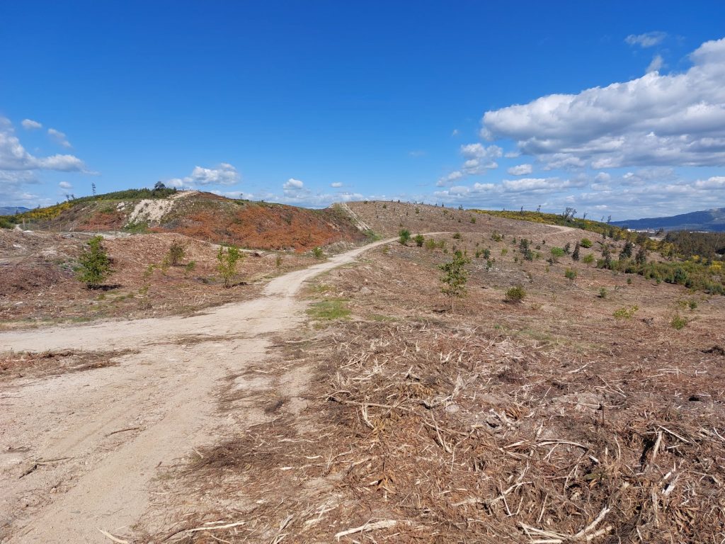  Oliveira de Frades com "forte aposta" na defesa da floresta contra incêndios