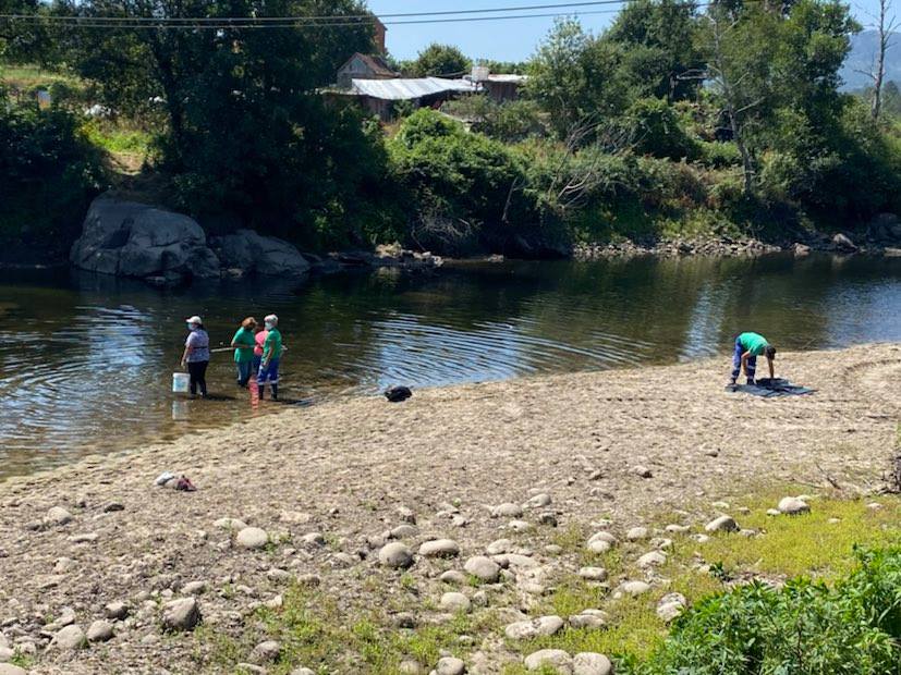  Peixes mortos encontrados no rio Vouga em São Pedro do Sul