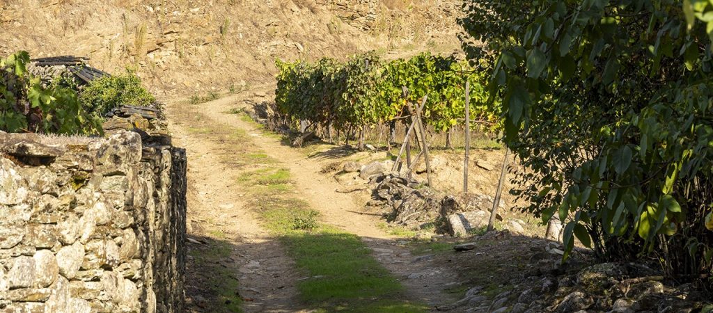  Grande Rota dos Vinhos da Europa alargada a Armamar