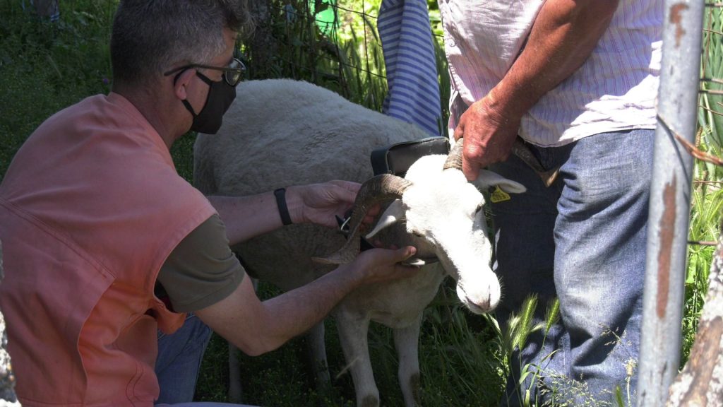  Projeto pioneiro para gestão de vegetação com animais na Serra do Montemuro