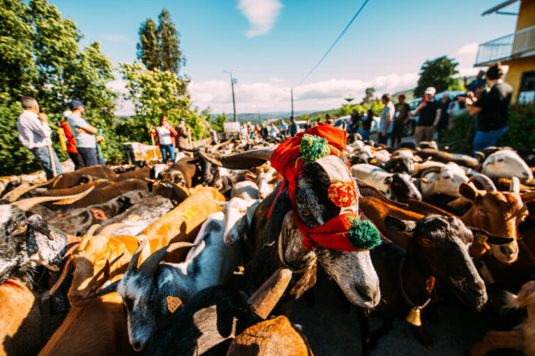 rebanhos cabras gado castro daire