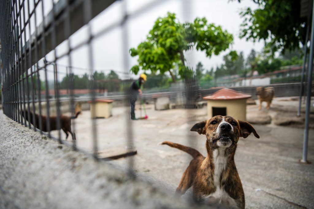  Quase metade dos animais abandonados em Viseu são adotados