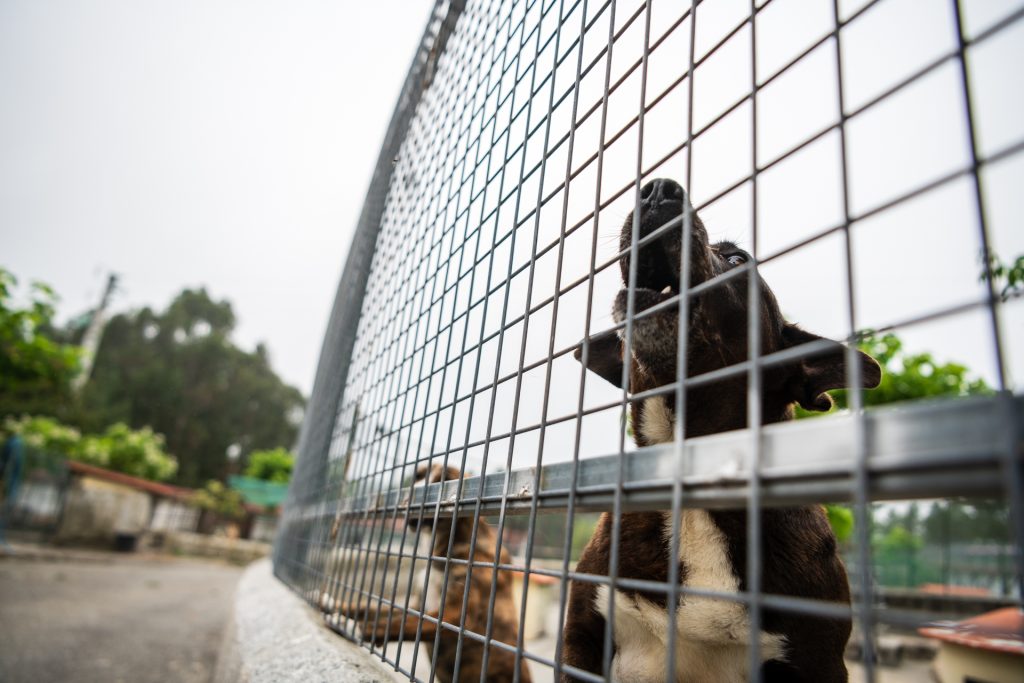  Campanha de adoção de animais no "Cantinho" em Viseu suspensa na época de Natal