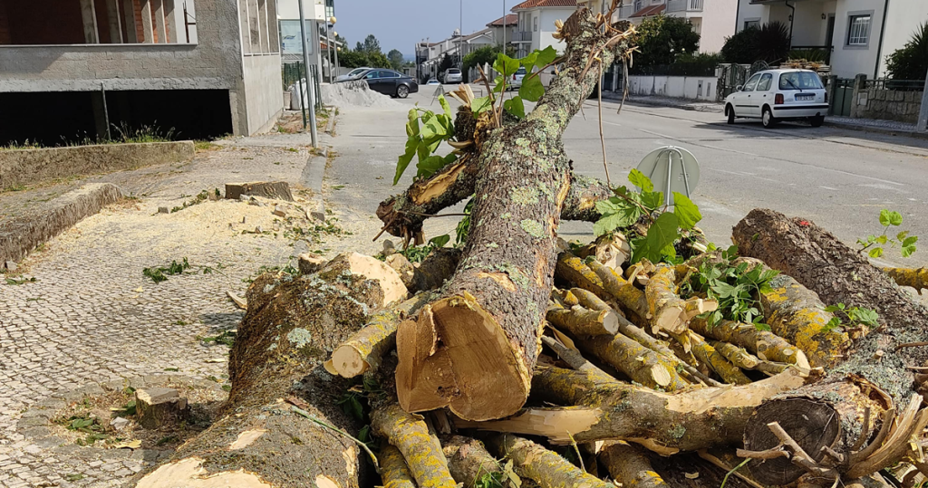  Há 17 árvores "doentes" que vão ser abatidas nos próximos dias em Viseu