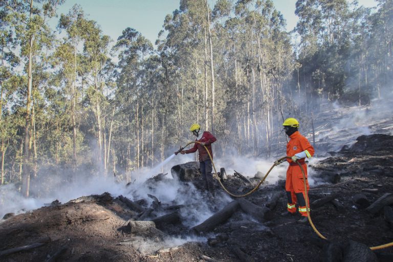 fogo_florestal_em_rescaldo