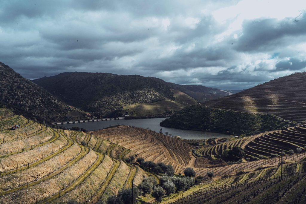  Governo fixa área total para plantação de novas vinhas em 2.415 hectares