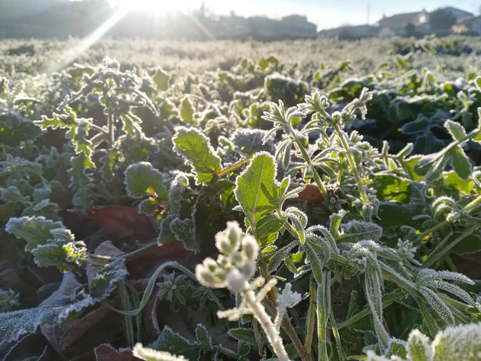  Viseu: Nevoeiro "gelado" no último fim de semana do ano